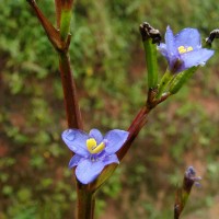 Aristea ecklonii Baker